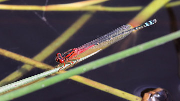 Wallpaper thumb: Red and Blue Damsel
